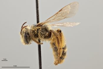 Media type: image;   Entomology 772881 Aspect: habitus lateral view